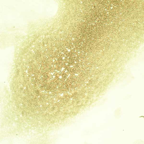 color photo